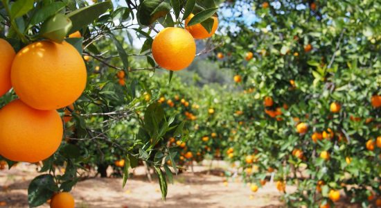 citrus_farming citrus_farming